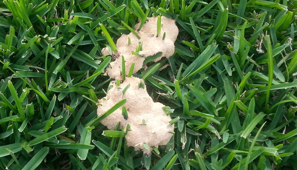 How To Get Rid Of Fungus In St. Augustine Grass