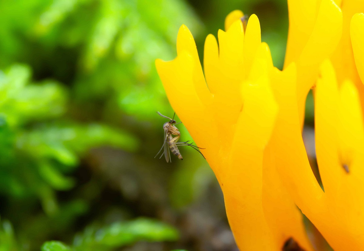 How To Get Rid Of Gnats In Outdoor Plants