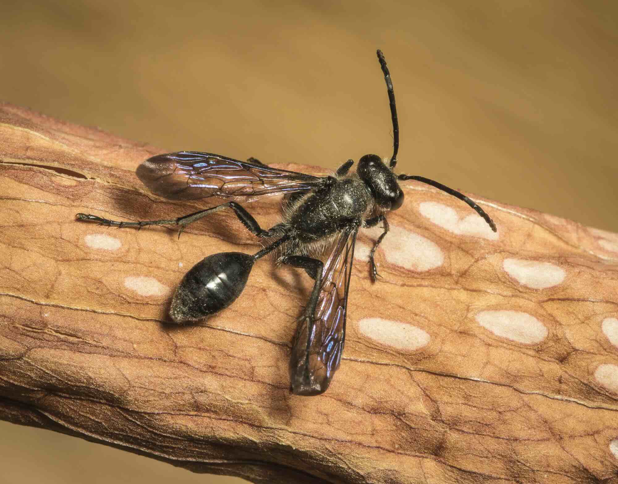 How To Get Rid Of Grass-Carrying Wasps