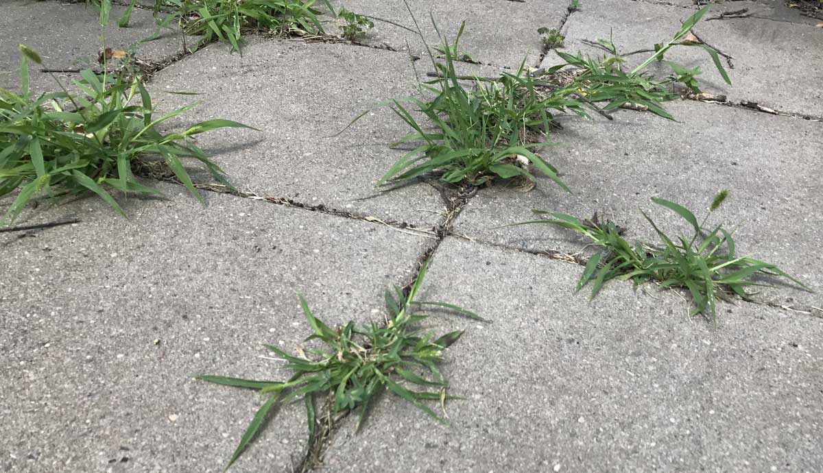 How To Get Rid Of Grass Growing Between Pavers