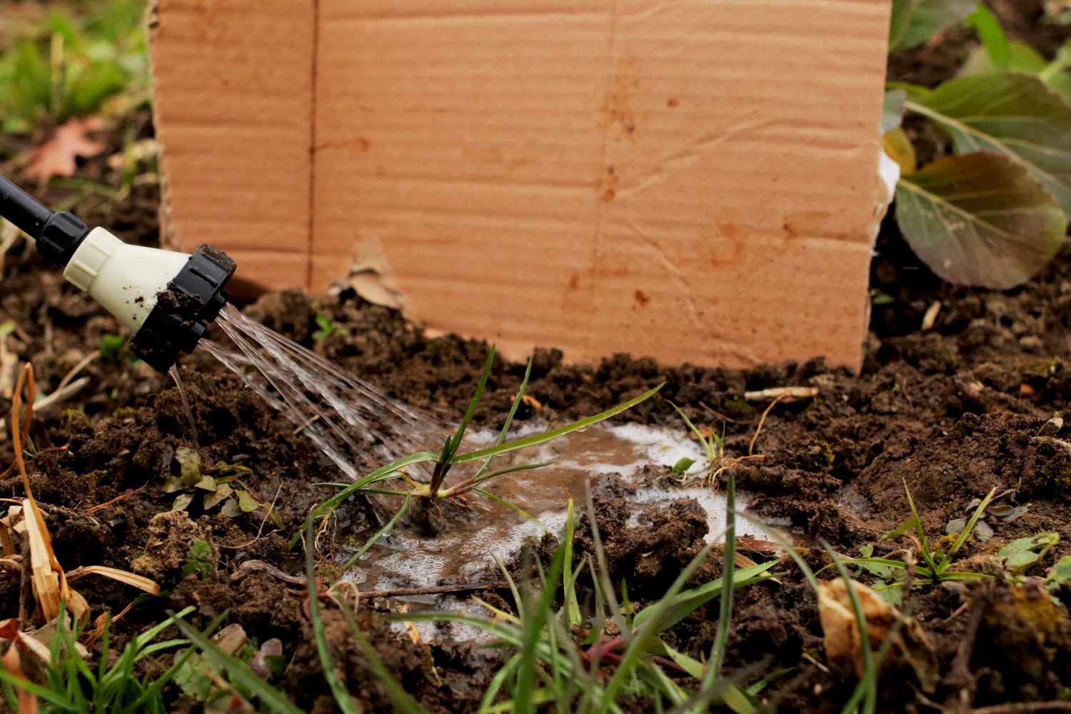 How To Get Rid Of Grass In A Garden Bed