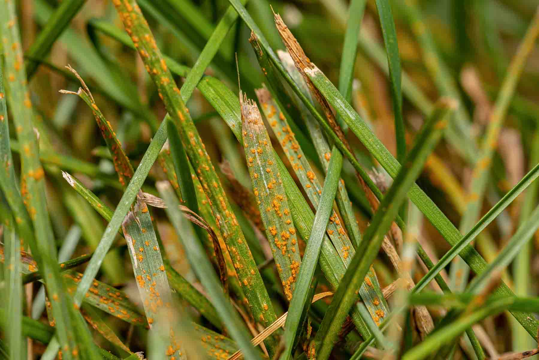 how-to-get-rid-of-spiderwort-allotinabox