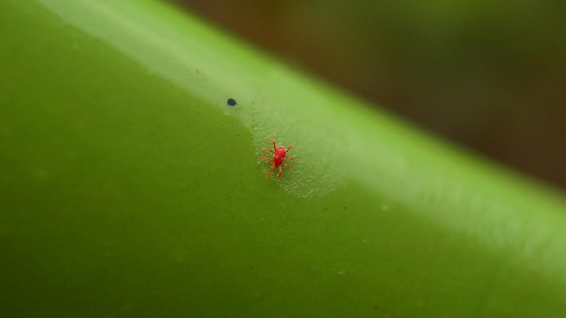 How To Get Rid Of Grass Mites On Humans