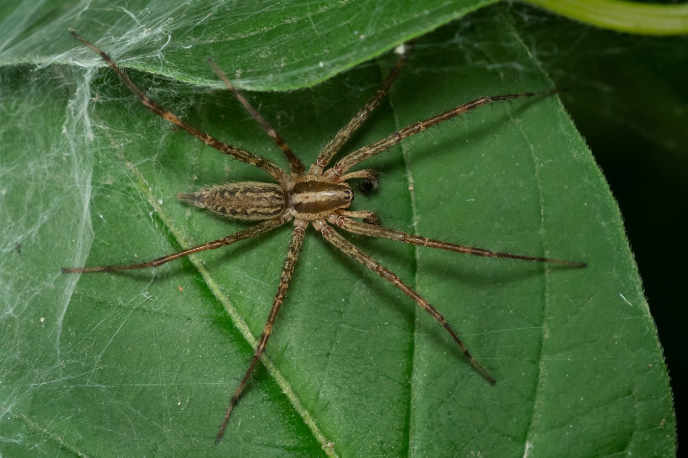 How To Get Rid Of Grass Spiders