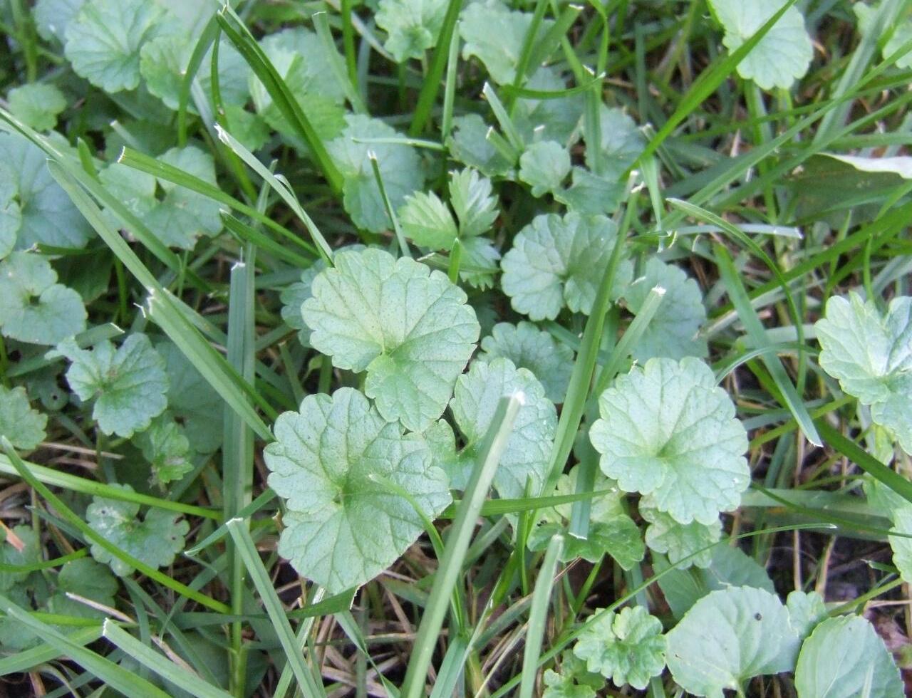 How To Get Rid Of Ground Ivy Without Killing Grass