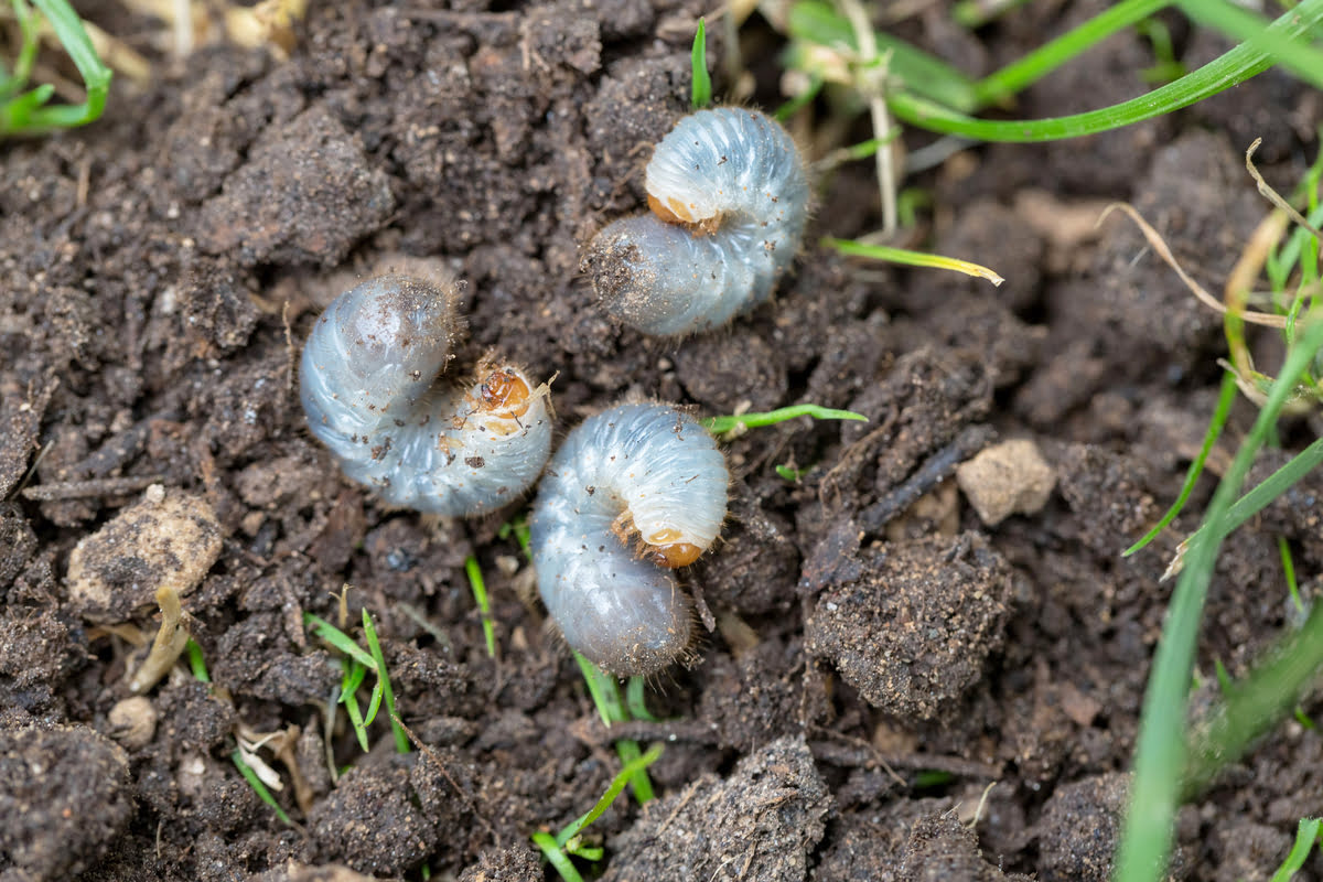 How To Get Rid Of Grub Worms In Grass