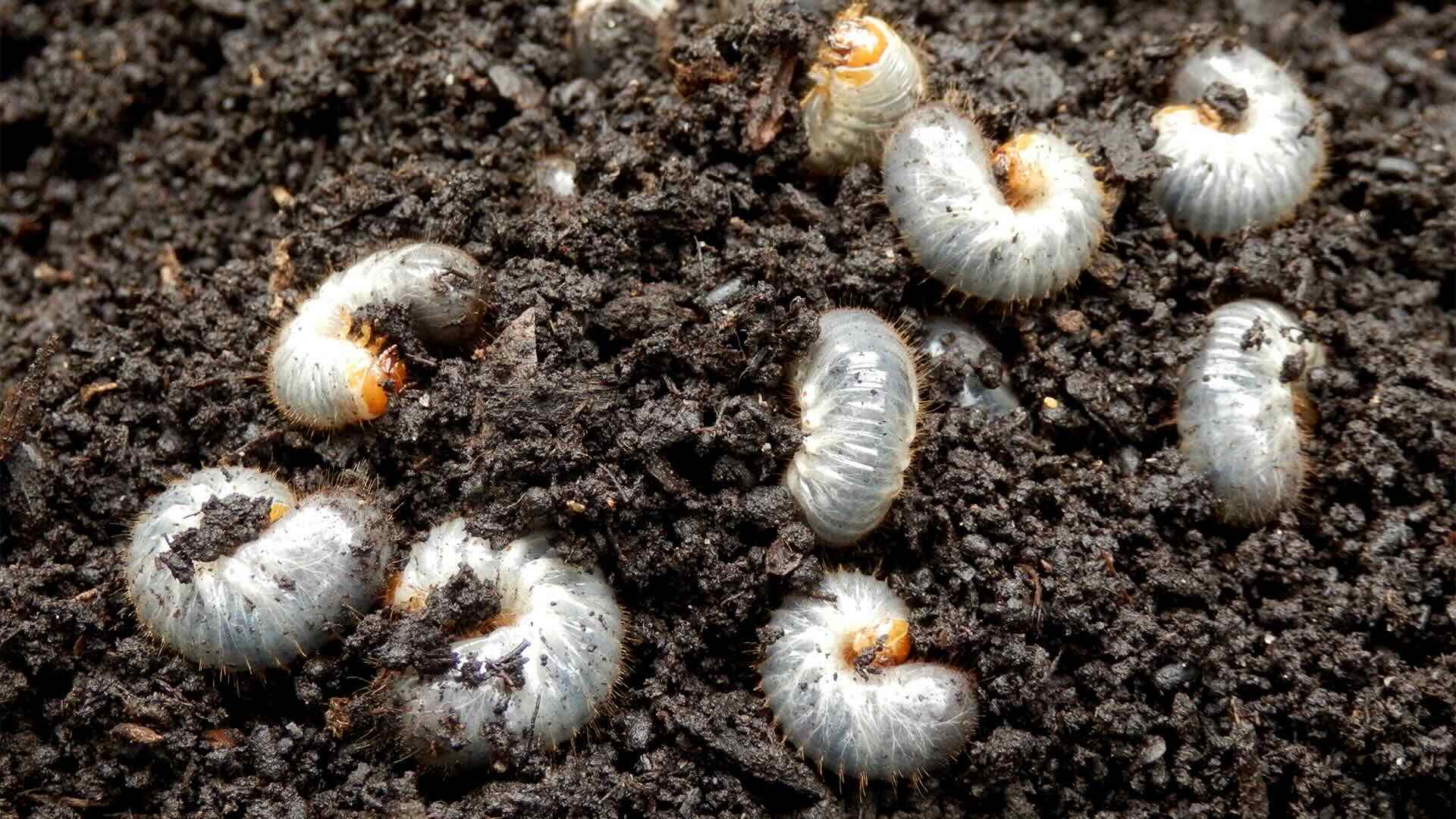 How To Get Rid Of Grubs In Grass
