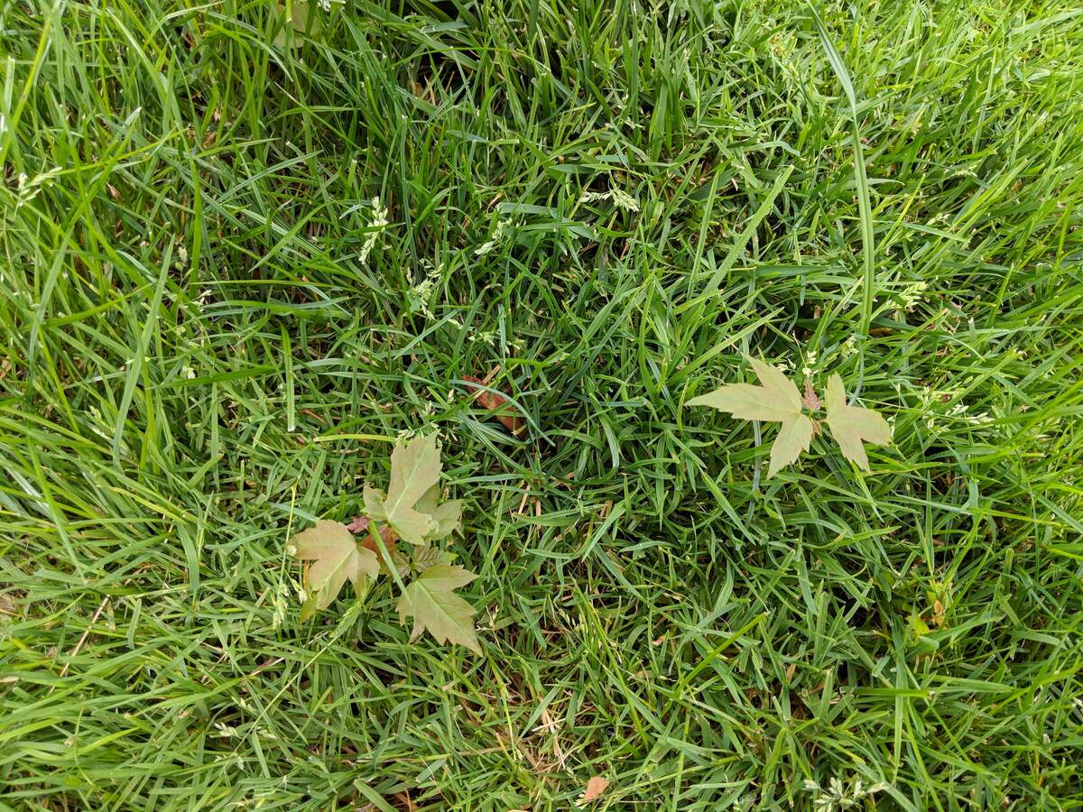 How To Get Rid Of Ivy In Grass