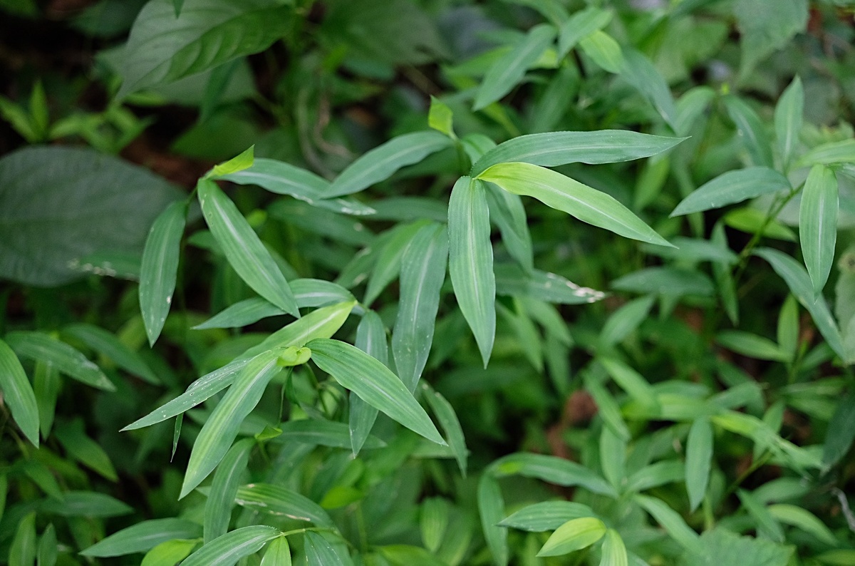 How To Get Rid Of Japanese Stilt Grass