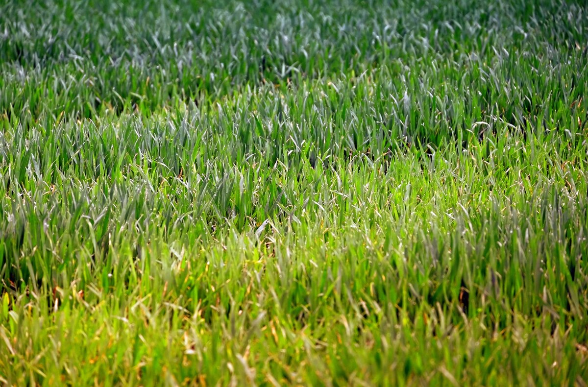 How To Get Rid Of Meadow Grass