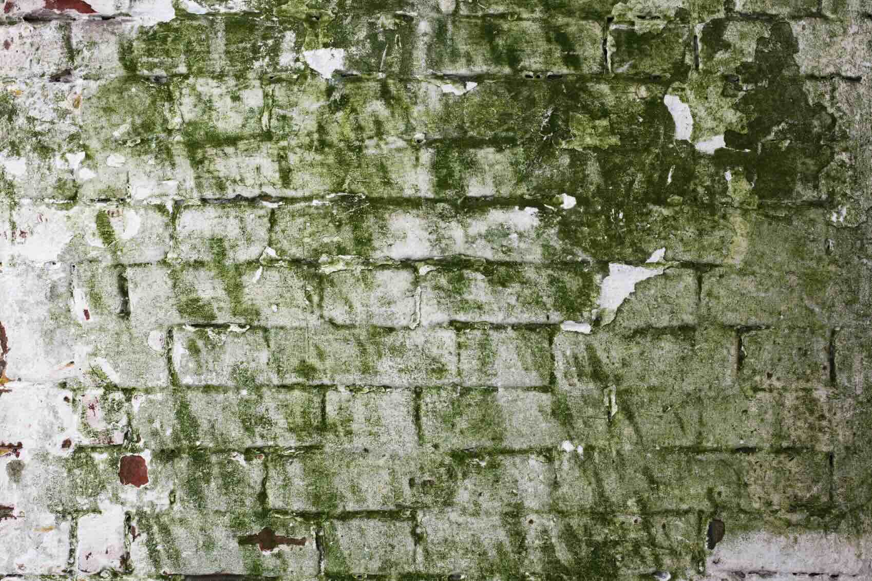 How To Get Rid Of Mold On Brick
