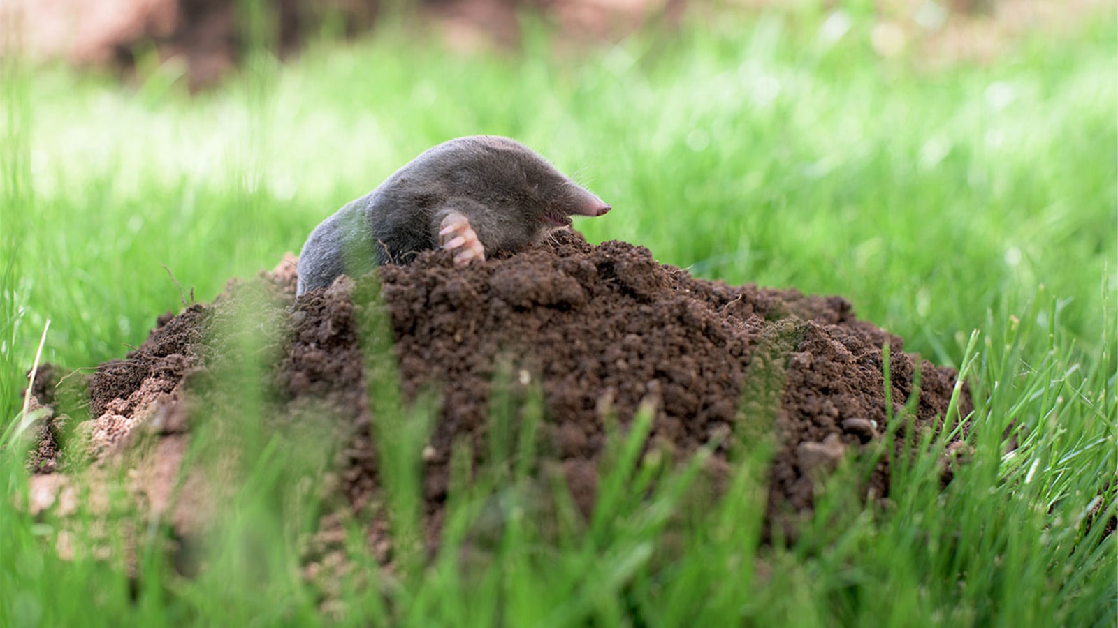 How To Get Rid Of Moles In Your Grass