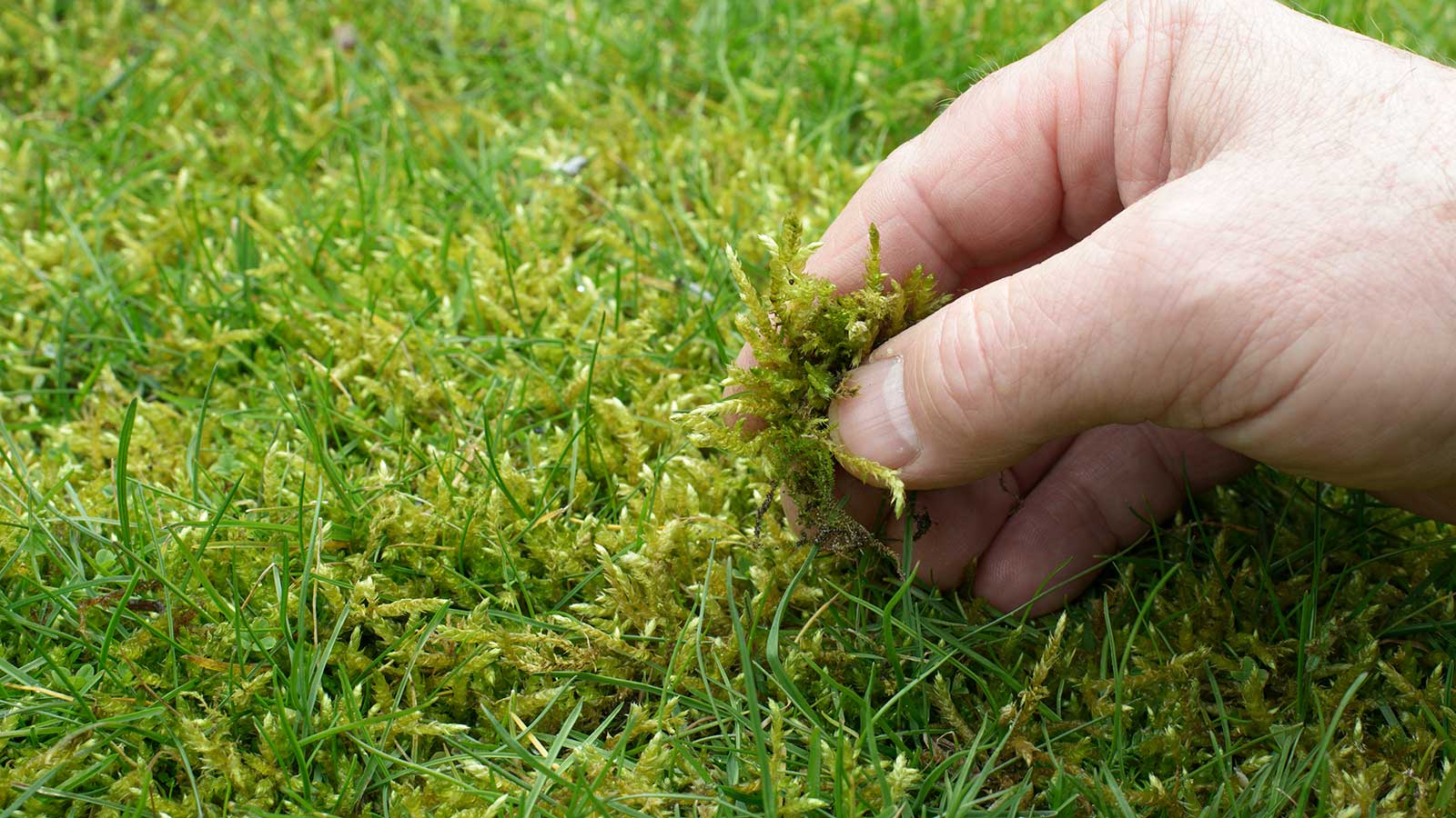 How To Get Rid Of Moss And Grow Grass