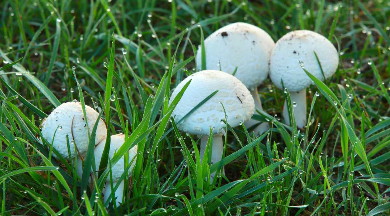 How To Get Rid Of Mushrooms In Your Yard Without Killing The Grass