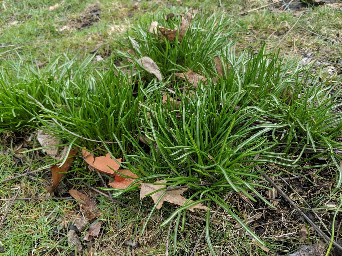 How To Get Rid Of Onion Grass In My Lawn