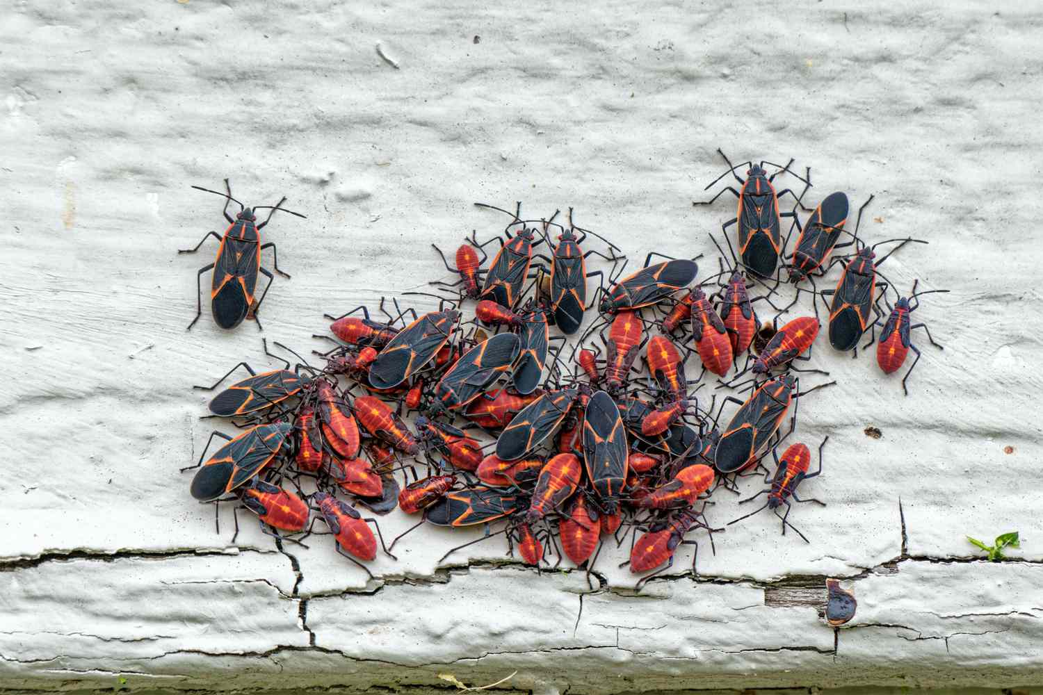 How To Get Rid Of Outdoor Bugs