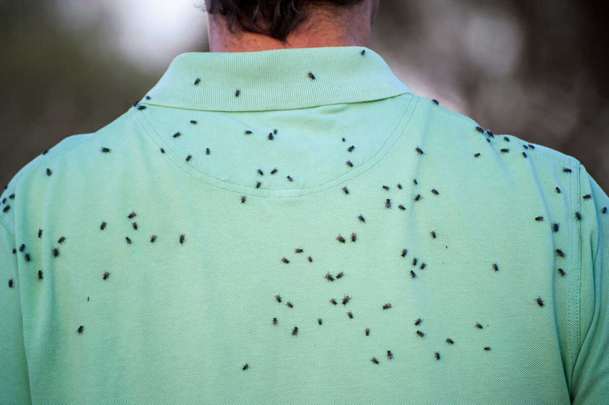 How To Get Rid Of Outdoor Flies