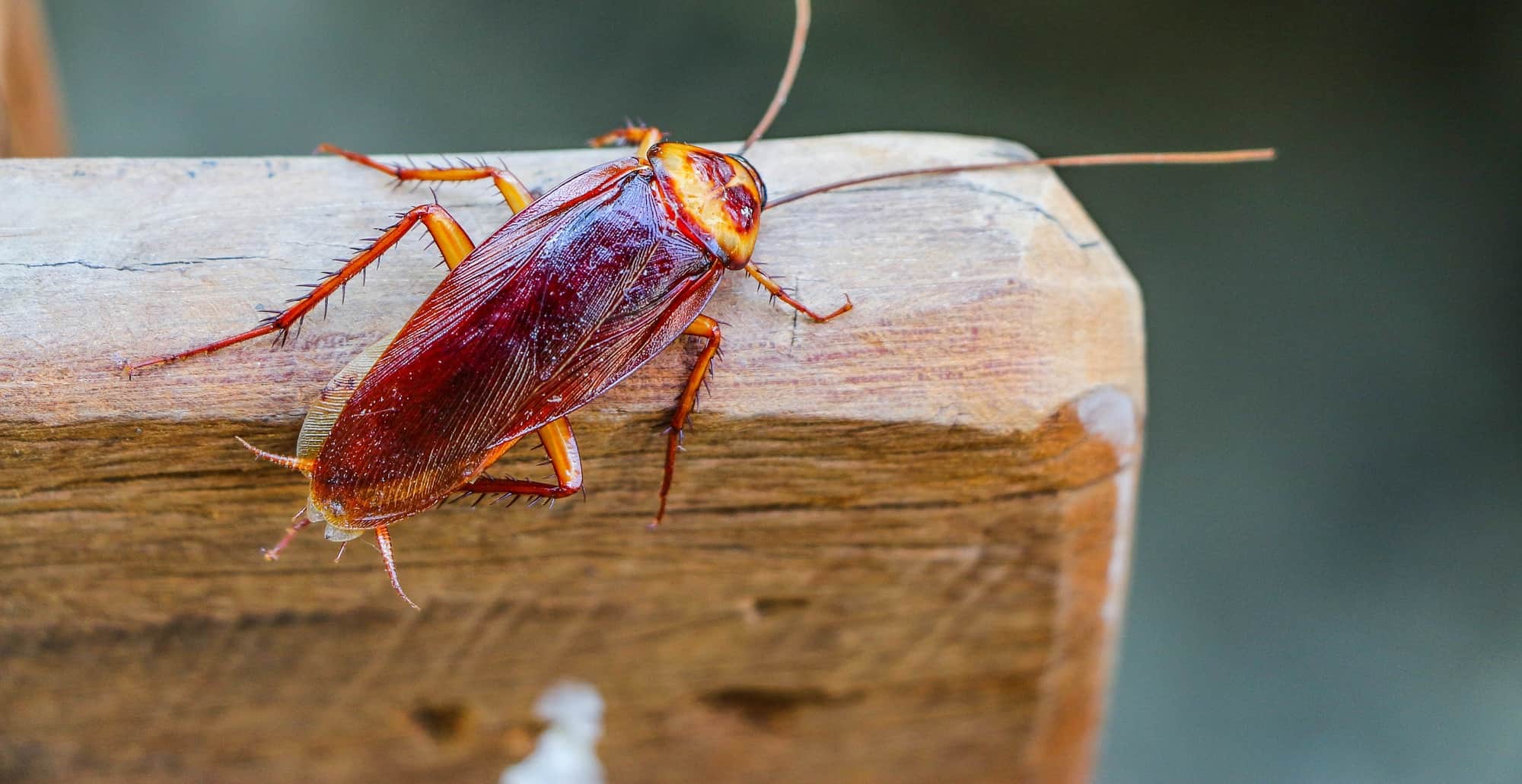 How To Get Rid Of Outdoor Roaches