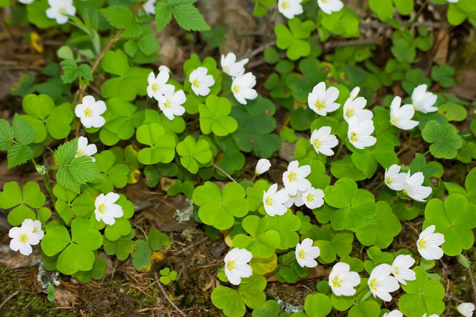 How To Get Rid Of Oxalis Without Killing Grass