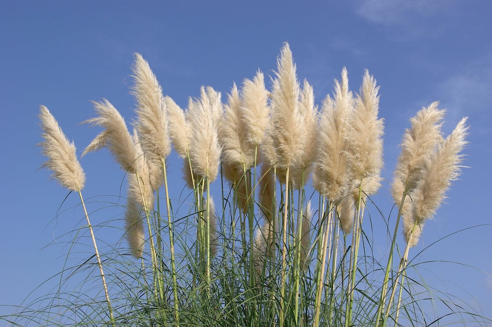 How To Get Rid Of Pampas Grass Roots