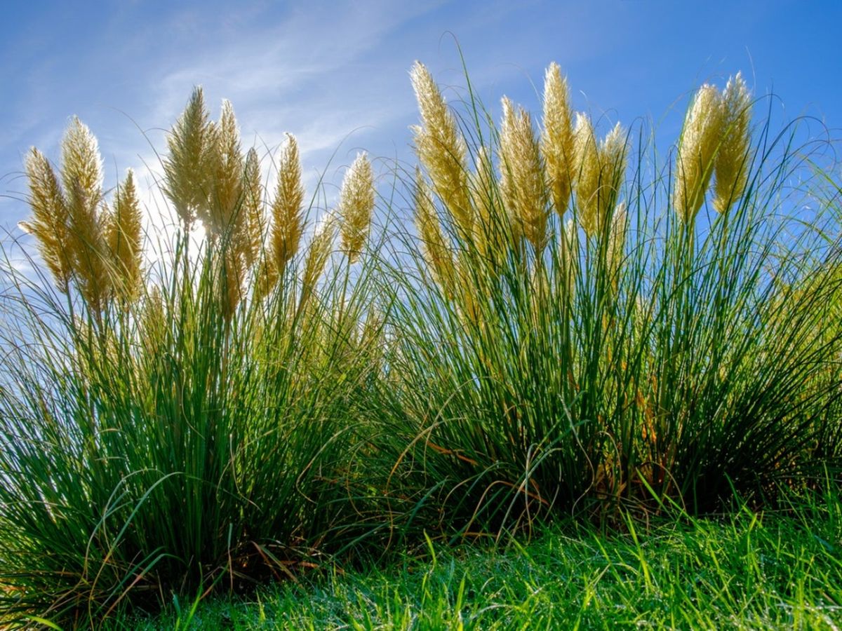 How To Get Rid Of Pampas Grass Without Chemicals