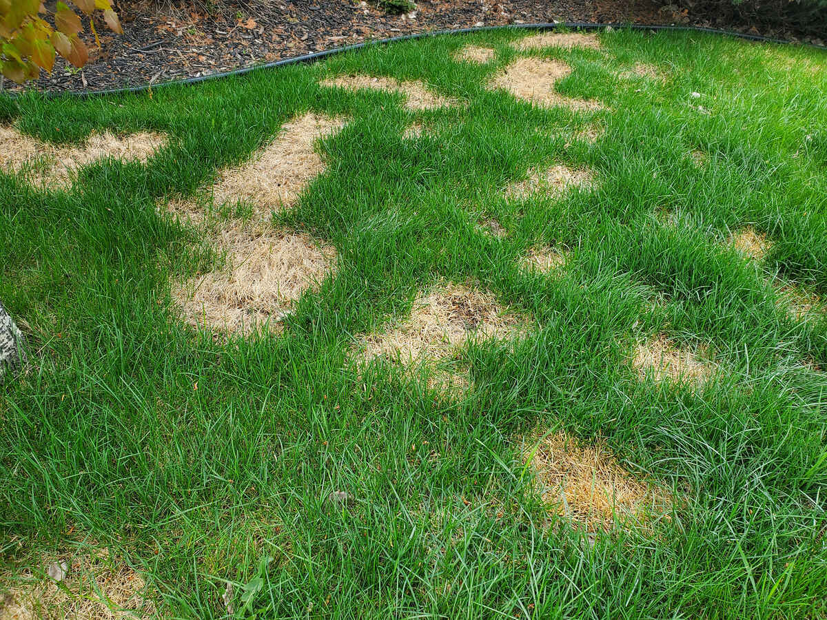 How To Get Rid Of Pee Spots On Grass