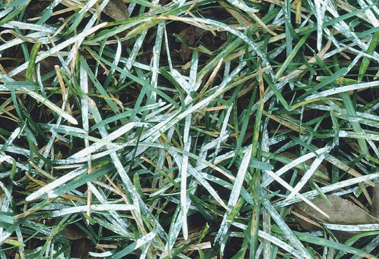 How To Get Rid Of Powdery Mildew On Grass