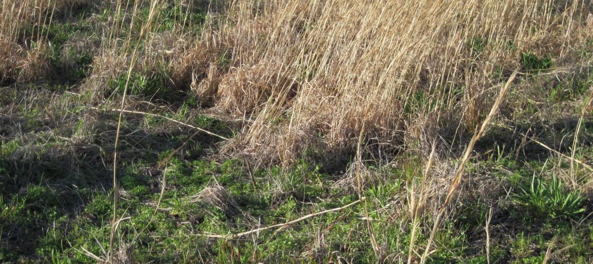 How To Get Rid Of Sage Grass In Pastures