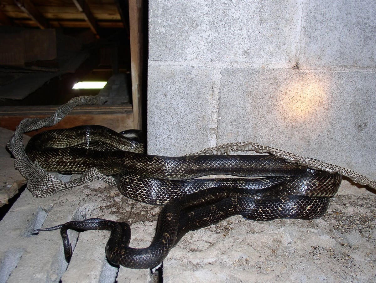How To Get Rid Of Snakes In Your Crawl Space