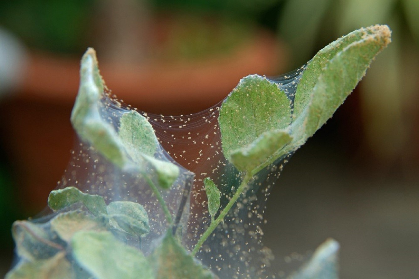 How To Get Rid Of Spider Mites On Outdoor Plants