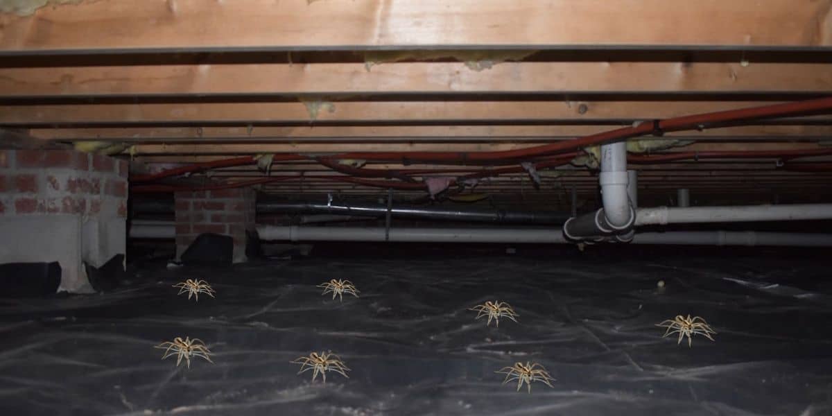 How To Get Rid Of Spiders In A Crawl Space