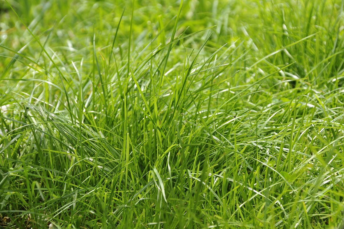 How To Get Rid Of Tall Fescue Grass