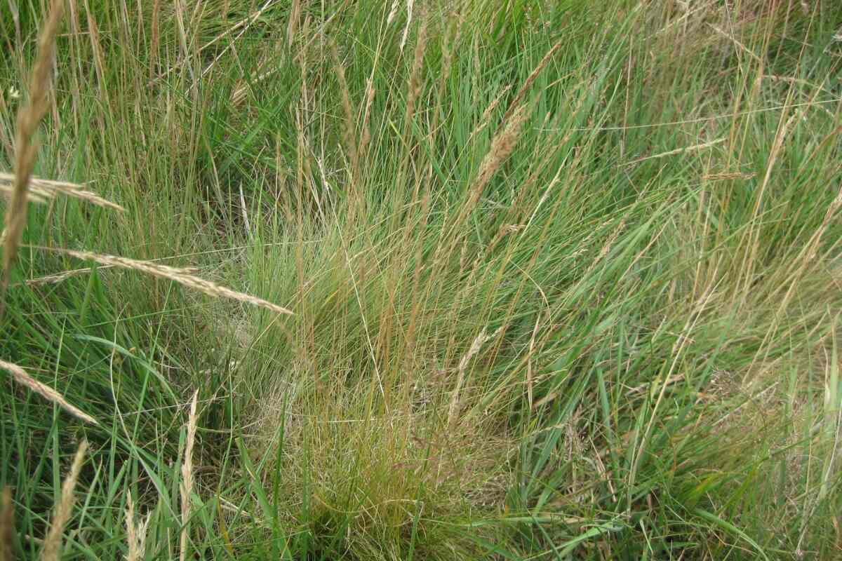 How To Get Rid Of Tall Fescue Grass In My Yard
