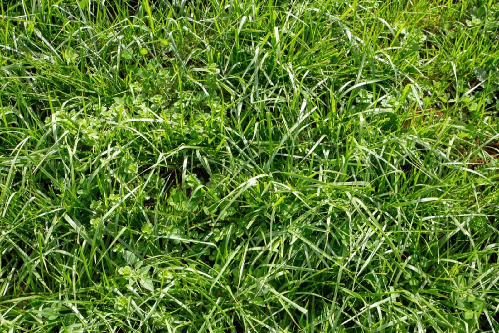 How To Get Rid Of Tall Fescue Without Killing Grass
