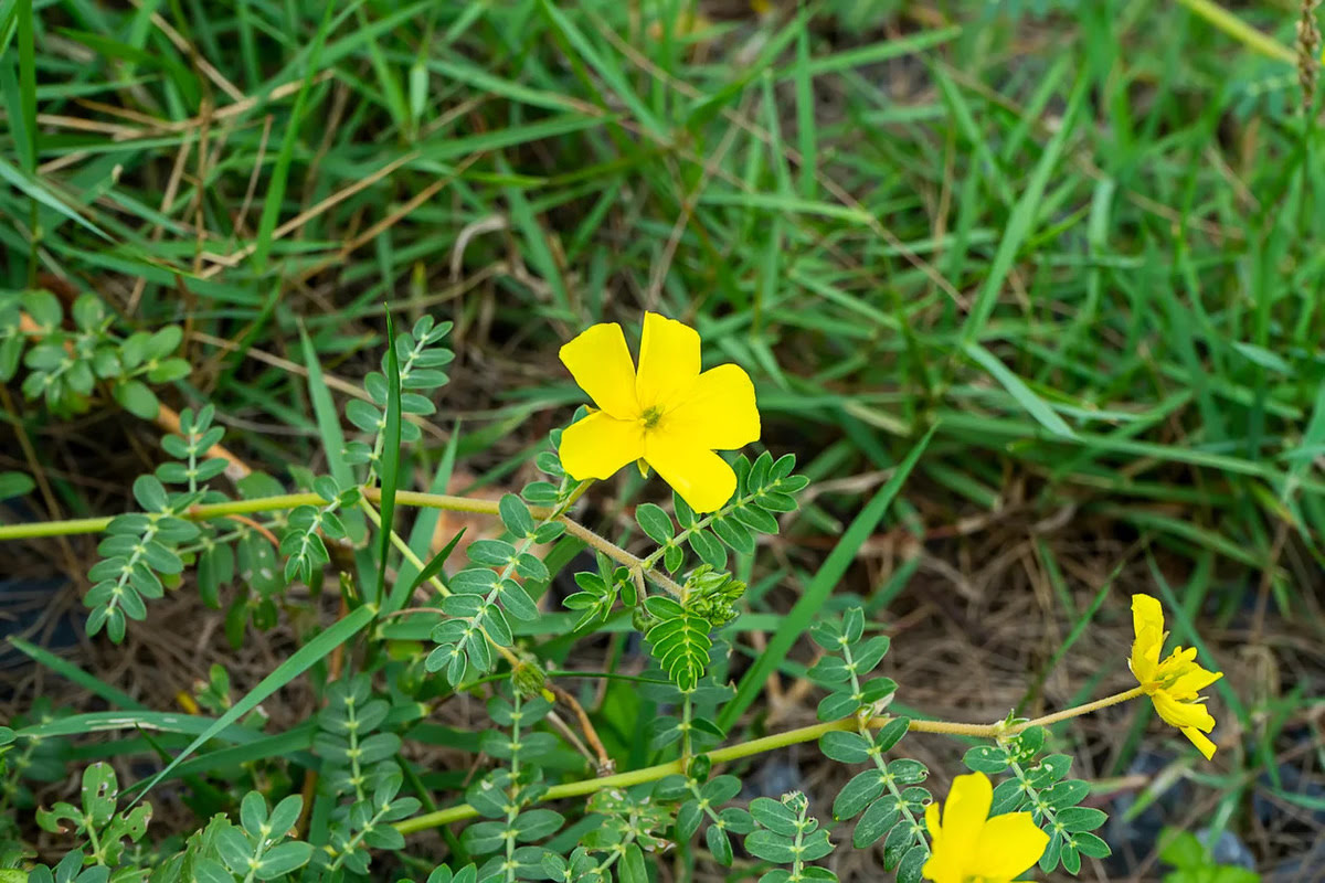 How To Get Rid Of Vine Weeds In Grass