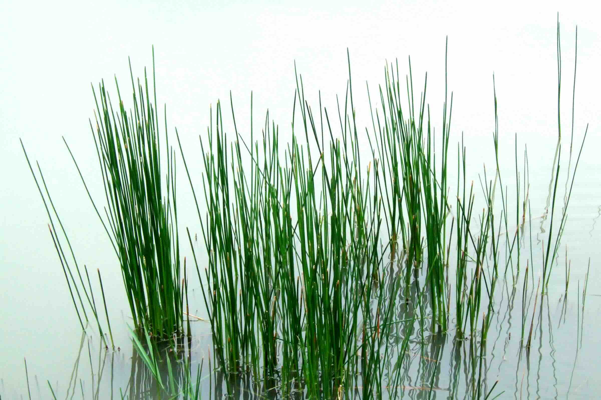 How To Get Rid Of Water Grass