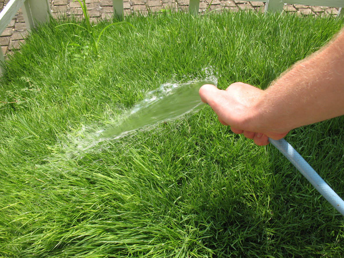 How To Get Rid Of Water Grass In A Lawn