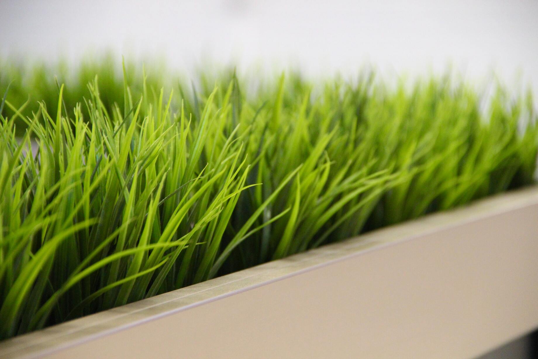 How To Get Rid Of Wheat Grass