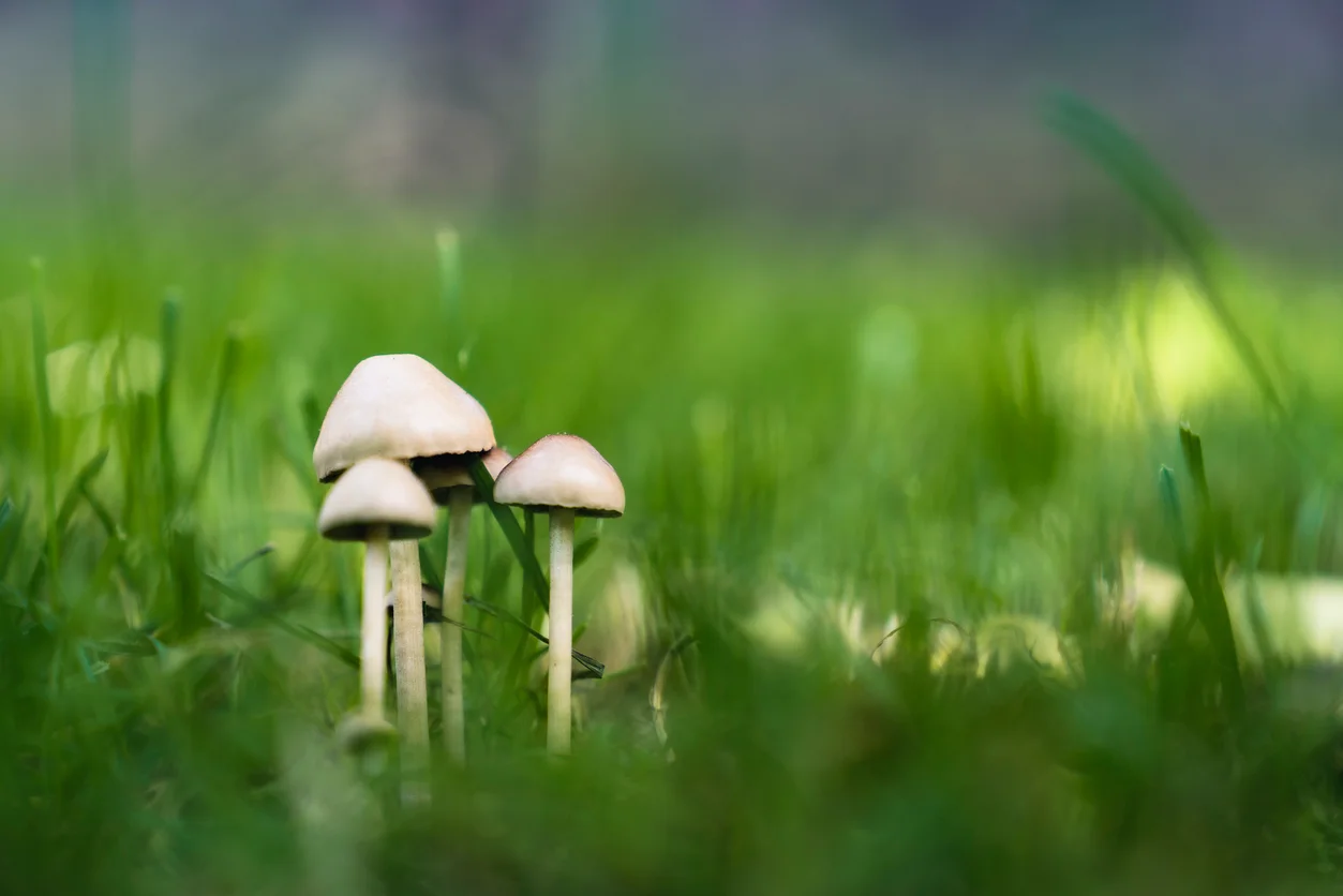 How To Get Rid Of Wild Mushrooms In The Grass