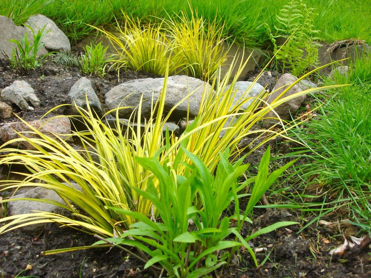 How To Get Rid Of Yellow Grass