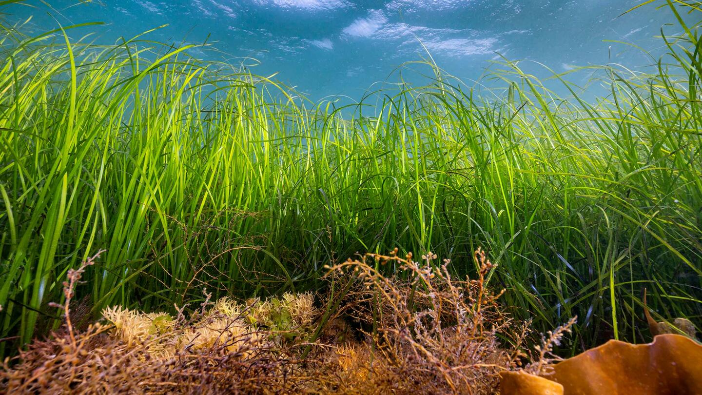 How To Get Sea Grass