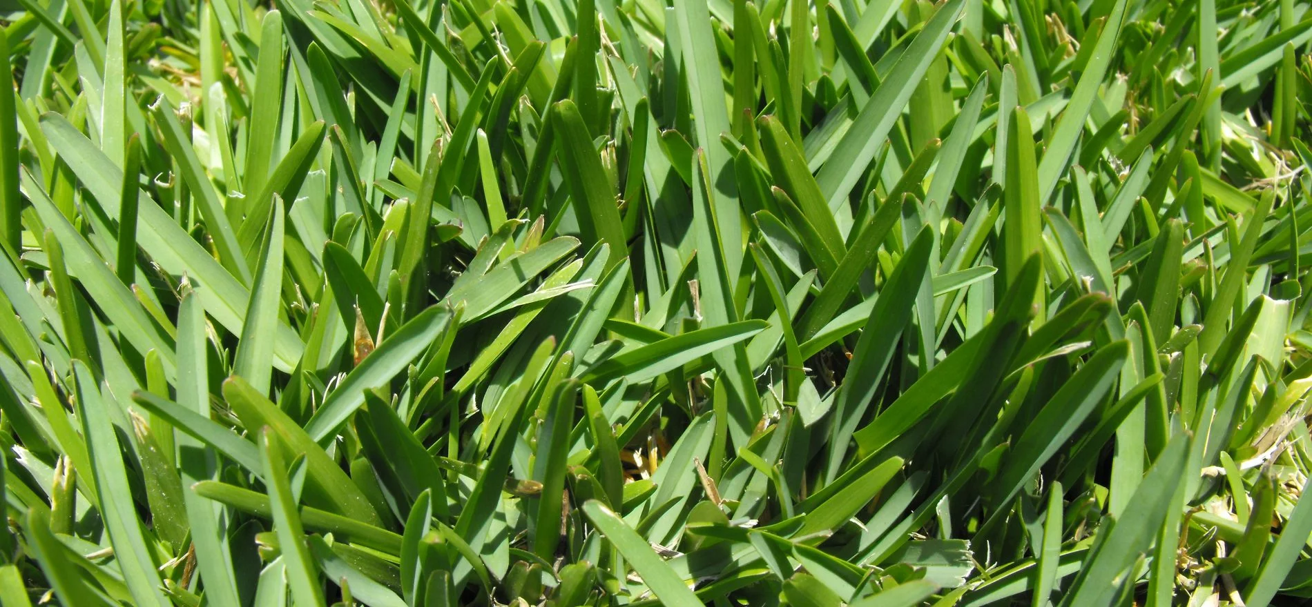 How To Get St Augustine Grass Green