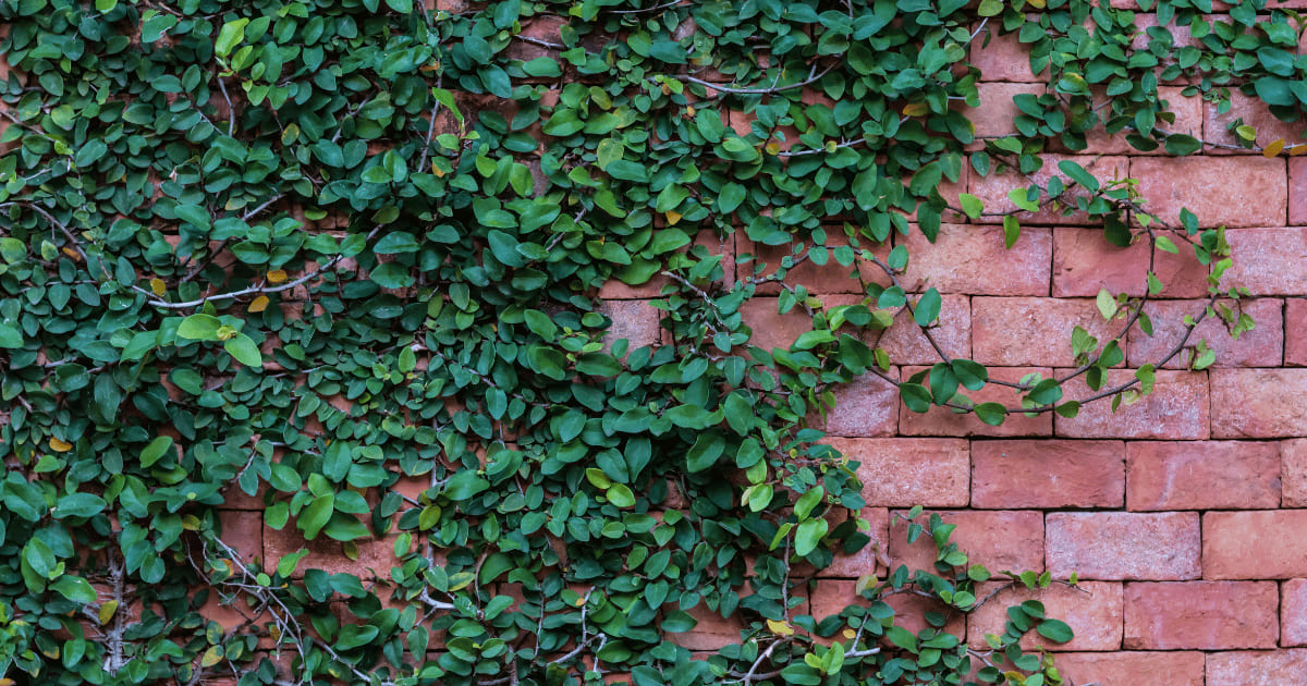 How To Get Vines Off A Brick House