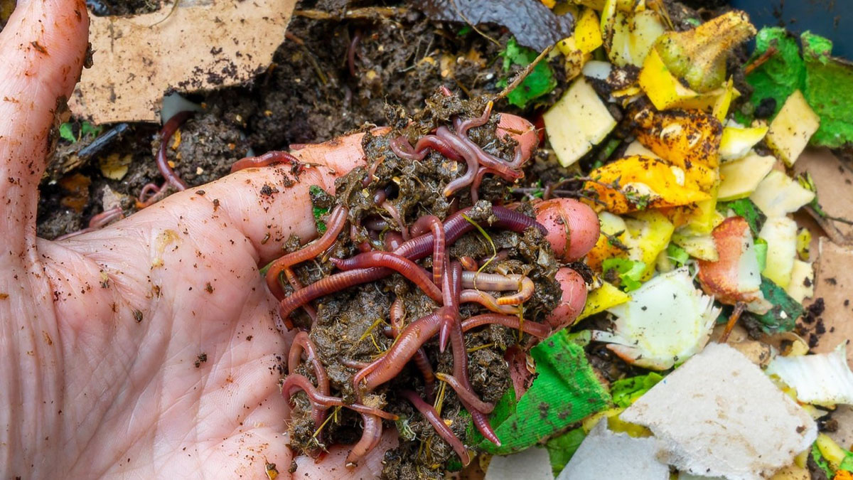How To Get Worms In A Compost Bin