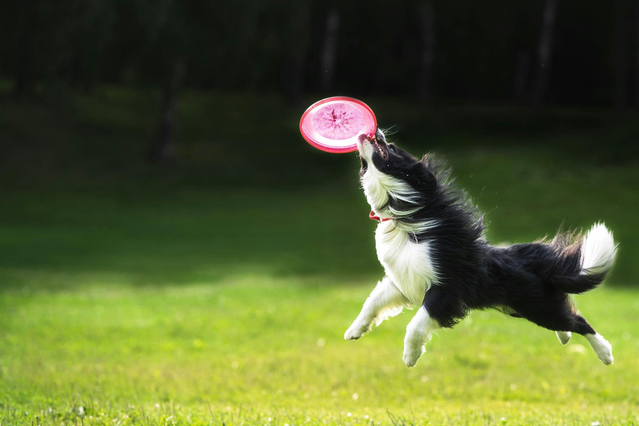 How To Get Your Dog To Catch A Frisbee