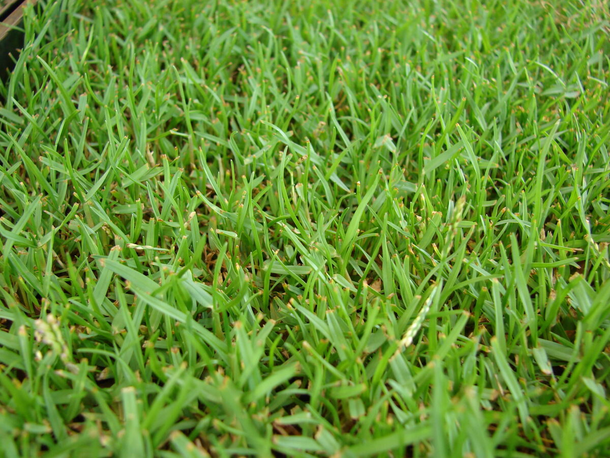 How To Green Up Zoysia Grass