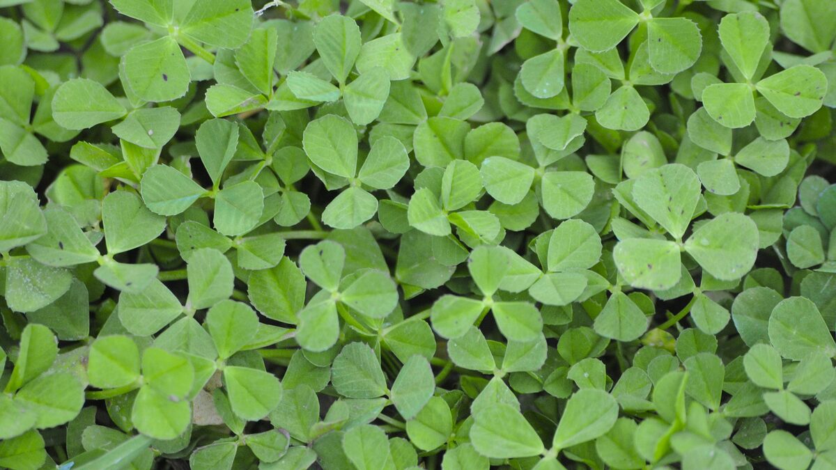 How To Grow Clover Instead Of Grass