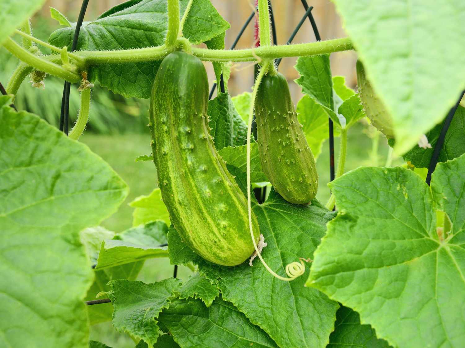 How To Grow Cucumbers In A Raised Garden Bed