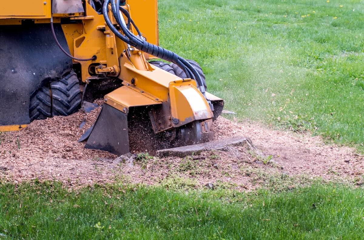 How To Grow Grass After Tree Stump Grinding
