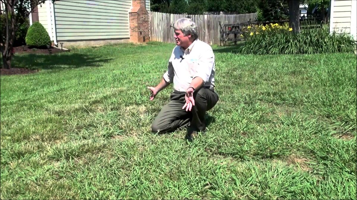 How To Grow Grass Back